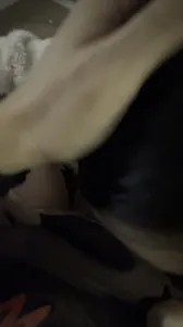 狗狗口腔清潔與親密互動教學