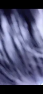 美人妻（車上雲雨）