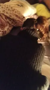 後入眼鏡妹騷叫不斷